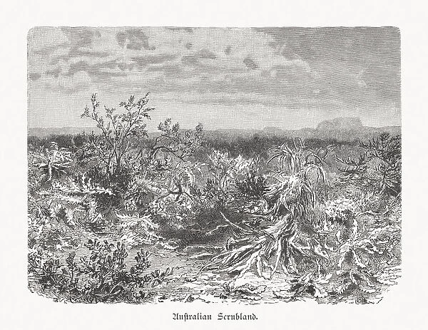 Inner Australian Scrubland, wood engraving, published in 1897