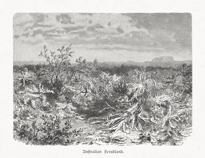 Framed Print : Inner Australian Scrubland, wood engraving, published in 1897