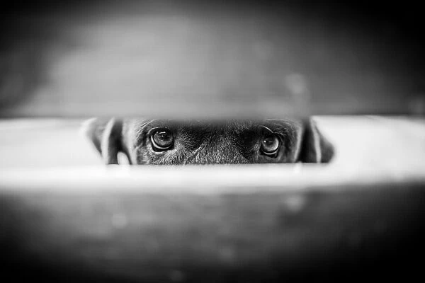 Innocent eyes of a dog