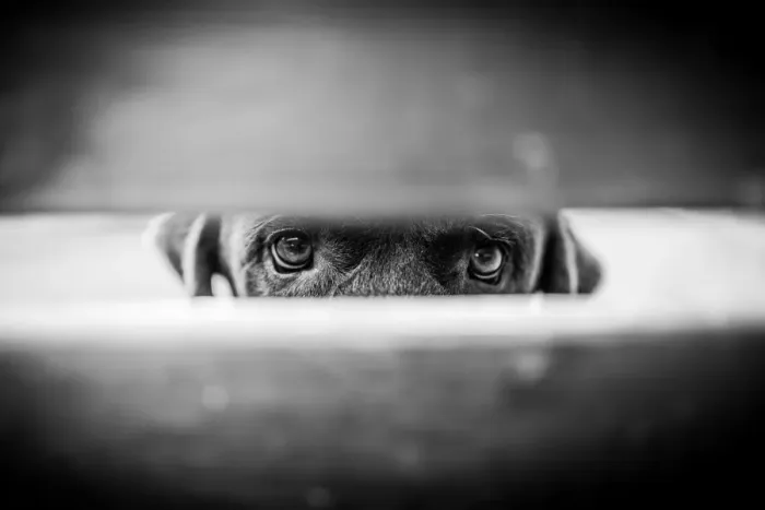 Framed Print : Innocent eyes of a dog