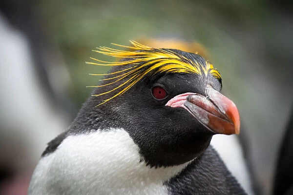An inquisitive Macaroni Penguin