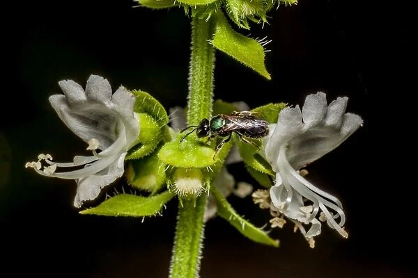 Insect on Basil flower
