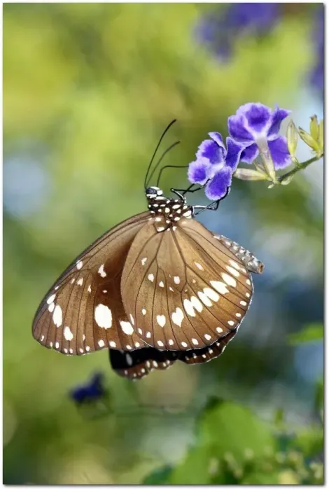Framed Print : Insects. Australian Views ANIMALS: Insects