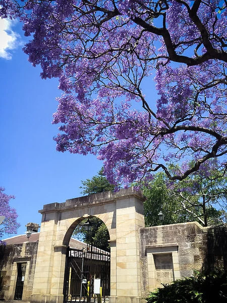Jacanda trees in flower outside a sandstone wall and Victorian entrance gateway