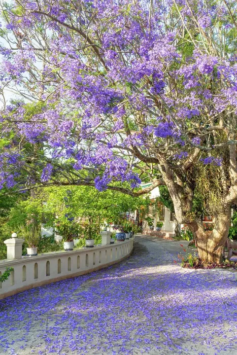 Framed Print : Jacaranda flower blossoming