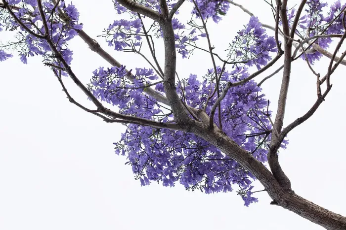 Framed Print : Jacaranda flowers out in bloom Framed Print : Jacaranda flowers out in bloom