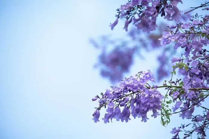 Framed Print : Jacaranda flowers out in bloom