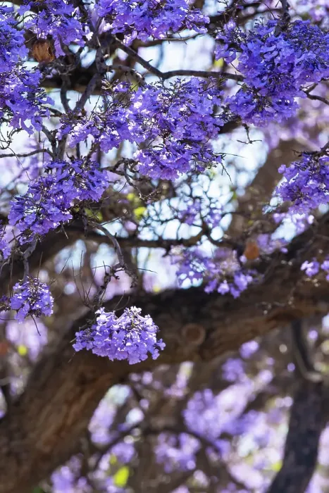 Framed Print : Jacaranda tree in Australia Framed Print : Jacaranda tree in Australia