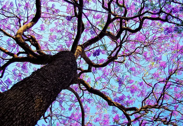 Framed Print : Jacaranda Tree In Full bloom