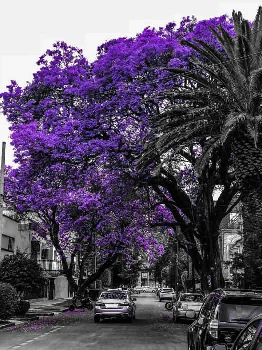 Framed Print : Jacarandas blooming Framed Print : Jacarandas blooming