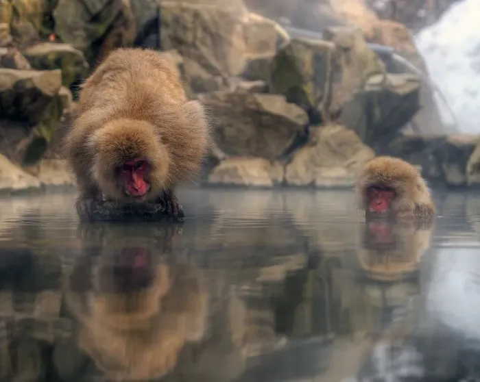 Framed Print : Japan snow monkey