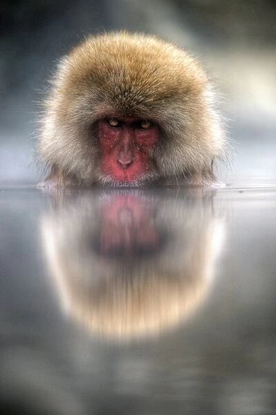 Japan snow monkey