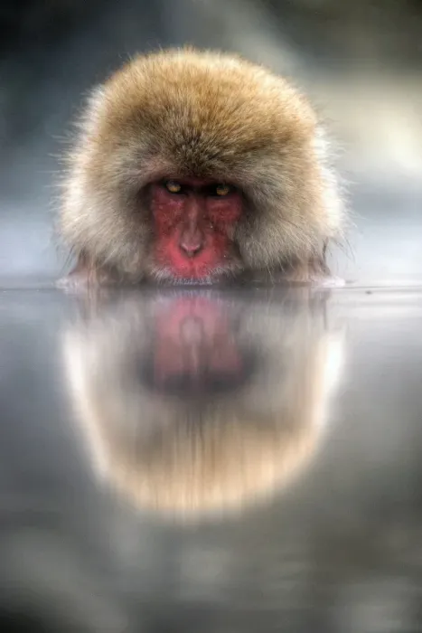 Framed Print : Japan snow monkey Framed Print : Japan snow monkey