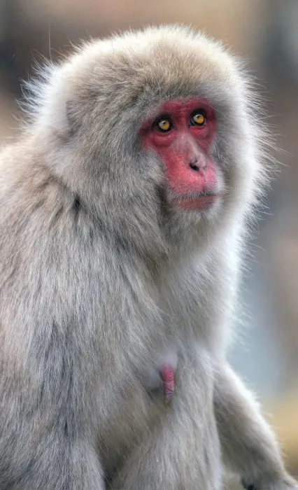 Framed Print : Japanese snow monkey Framed Print : Japanese snow monkey