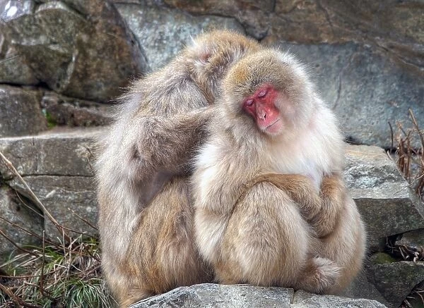Japanese snow monkey