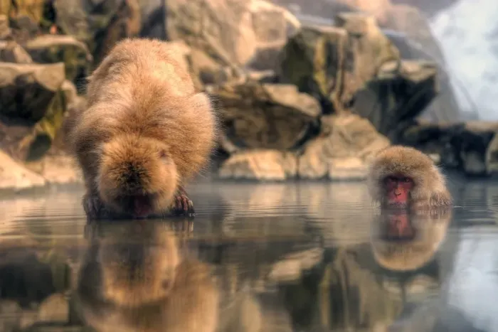Framed Print : Japanese snow monkey Framed Print : Japanese snow monkey