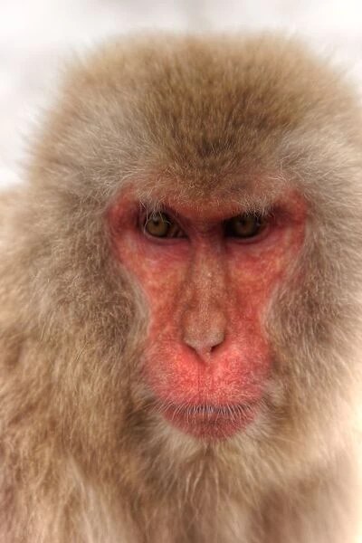 Japanese Snow Monkey portrait