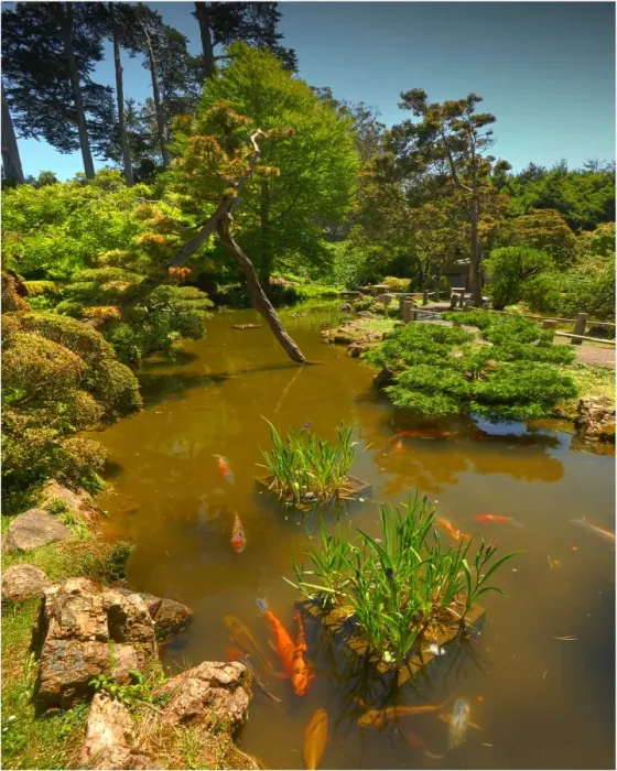 Framed Print : Japanese tea gardens in the Golden State Park, San Francisco, California