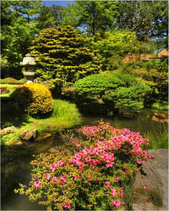 Framed Print : Japanese tea gardens in the Golden State Park, San Francisco, California
