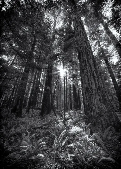 Framed Print : Jedediah Smith State reserve, The Oregon coastline, USA Framed Print : Jedediah Smith State reserve, The Oregon coastline, USA