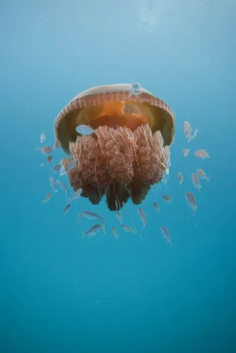 Framed Print : Jelly Fish Framed Print : Jelly Fish