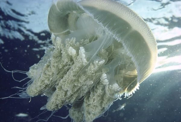 jellyfish gt barrier reef