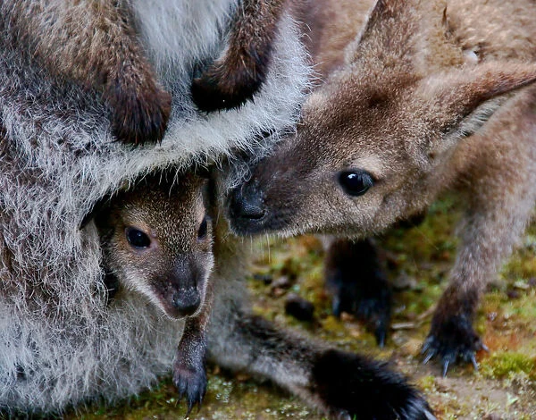 Joey with kangaroo