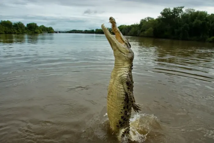Framed Print : Jumping crocodile Framed Print : Jumping crocodile