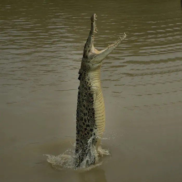 Framed Print : Jumping Crocodile Framed Print : Jumping Crocodile