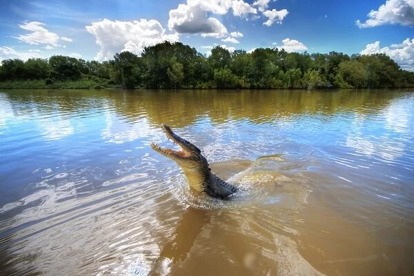 Jumping crocodile in Adelaide River, Darwin