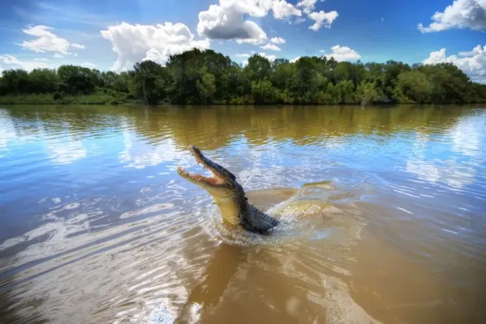 Framed Print : Jumping crocodile in Adelaide River, Darwin