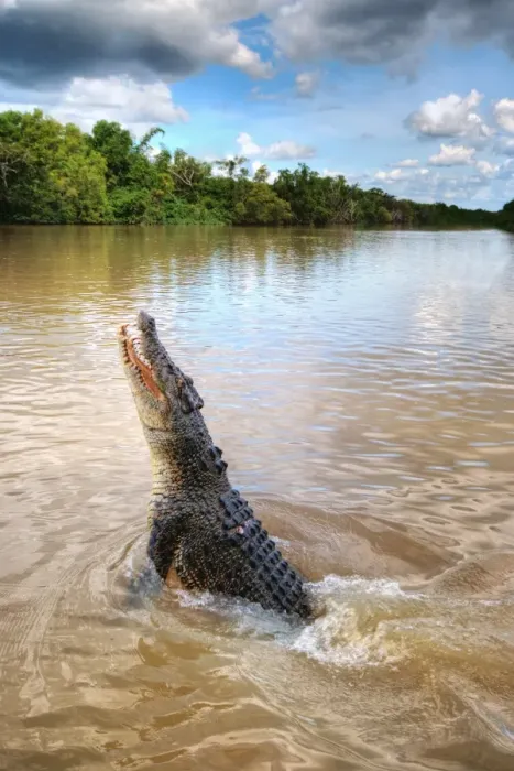 Framed Print : Jumping crocodile in Adelaide River, Darwin Framed Print : Jumping crocodile in Adelaide River, Darwin