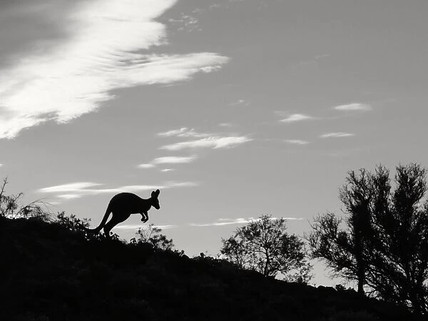 Jumping kangaroo on a ridge