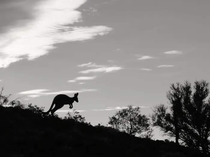 Framed Print : Jumping kangaroo on a ridge Framed Print : Jumping kangaroo on a ridge