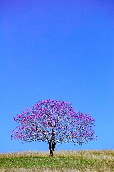 Just a tree