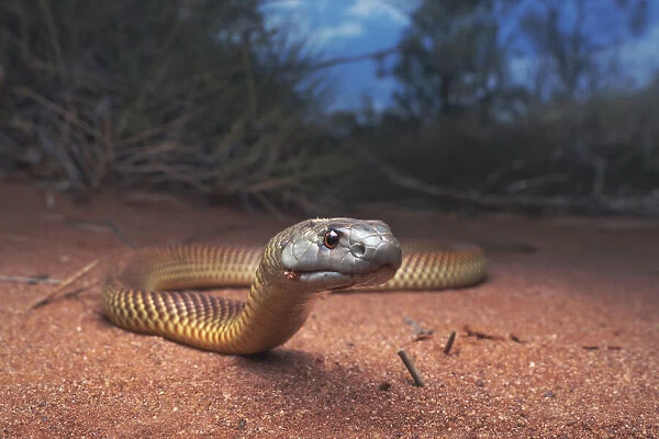 Juvenile king brown  /  mulga snake (Pseudechis australis) near spinifex vegetation
