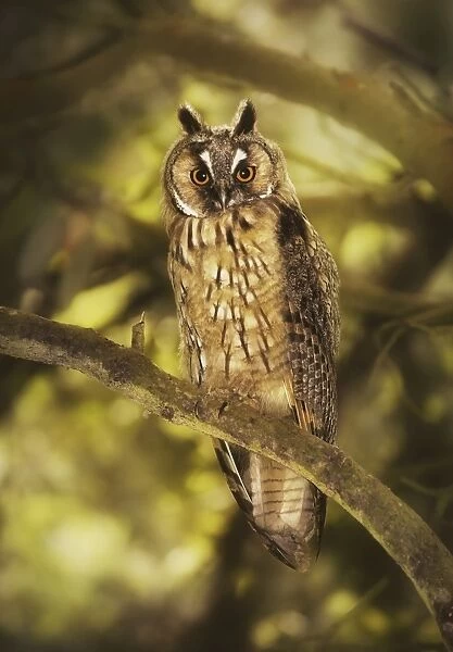 Juvenile long-eared owl