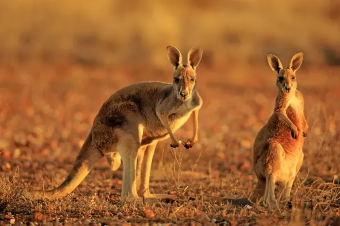Framed Print : Kangaroo. Australian Views ANIMALS: Kangaroo Framed Print : Kangaroo. Australian Views ANIMALS: Kangaroo