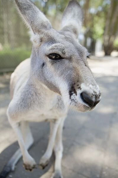 Kangaroo. Australian Views ANIMALS: Kangaroo