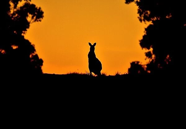 Kangaroos view in Kuitpo Forest silhoutte image, Prospect Hill, South Australia