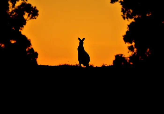 Framed Print : Kangaroos view in Kuitpo Forest silhoutte image, Prospect Hill, South Australia