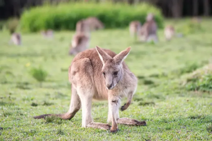 Framed Print : Kangaroo in Sydney Australia