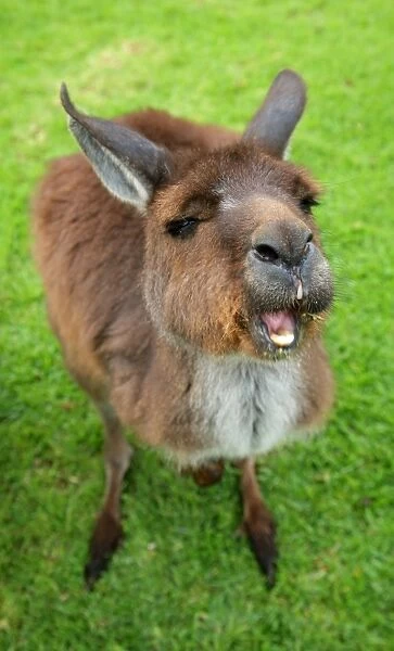 Kangaroo with a comical expression. Open mouth showing teeth. South Australia