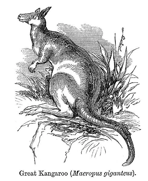 Kangaroo. Vintage engraving showing a Kangaroo, 1864