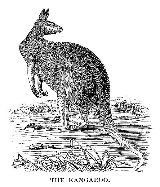 Kangaroo - Scanned 1880 Engraving