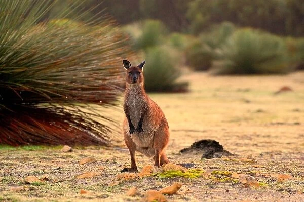 Kangaroo, Kangaroo IslandSouth Australia