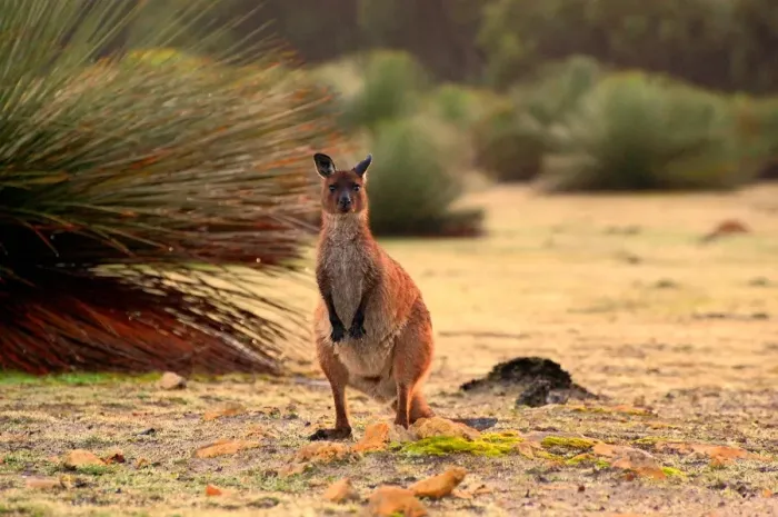 Framed Print : Kangaroo, Kangaroo IslandSouth Australia