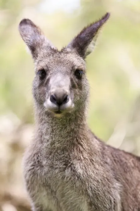 Framed Print : Kangaroo, Australia