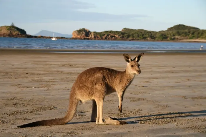 Framed Print : Kangaroo Beach Framed Print : Kangaroo Beach
