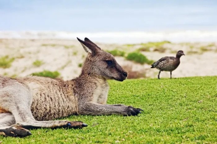 Framed Print : Kangaroo at the beach